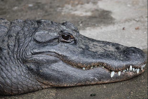 Watch: LSU Players Go Alligator Hunting After Big Road Win Over Auburn