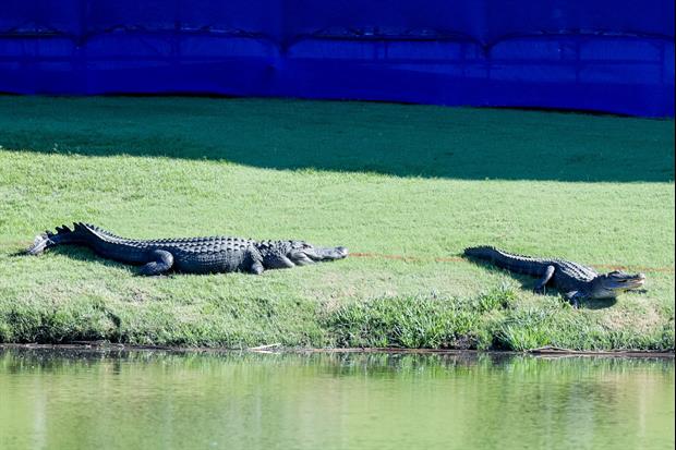 Dude Uses Alligator As A Weapon In Beach Fight