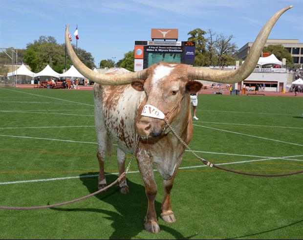 Longhorn Network Airing 5 Hours Of Bevo Hanging Out On Christmas.