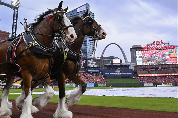 Budweiser Clydesdales To Make Special Appearance At LSU-Clemson Game