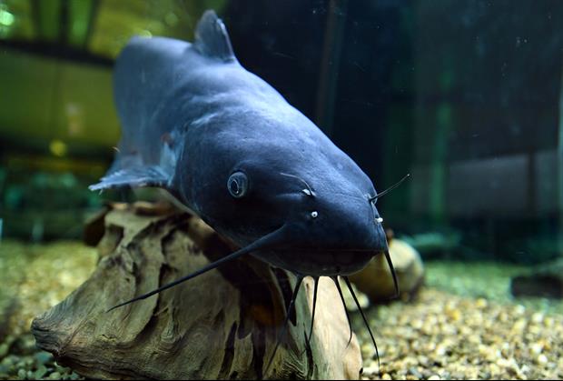 Louisiana Man Takes A Swim In Bass Pro Shop Aquarium, Then Gets Arrested