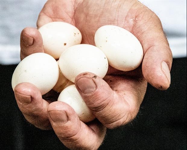 Watch This Bodybuilder Down 50 Eggs In Under Three Minutes