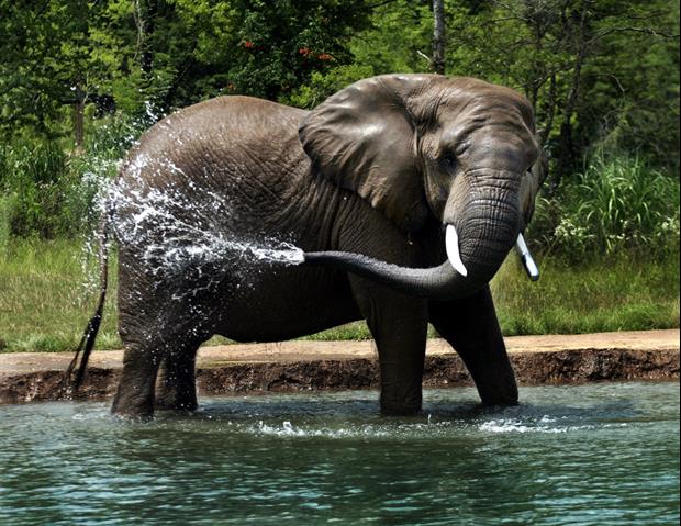 Millionaire Trophy Hunter Trampled to Death By Elephants