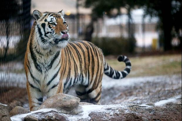 Photo: Mike The Tiger Gets His South Alabama Game Meal