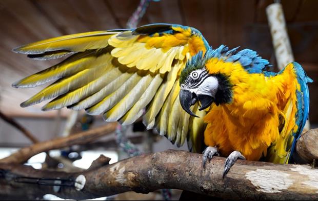 Here's The Scuba Diving Parrot You Didn't Know You Needed In Your Life