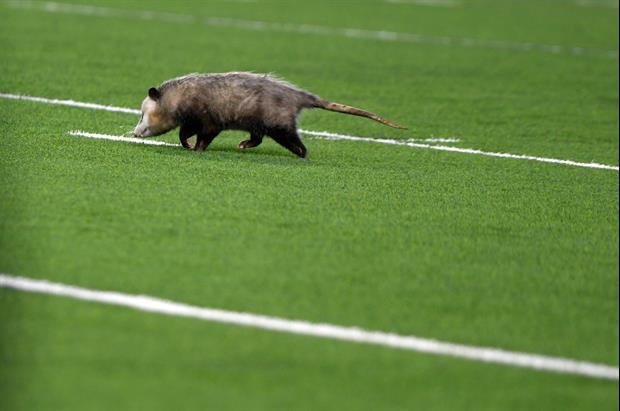 Video: Another "Rally Possum" Was Spotted At Alex Box Friday Night