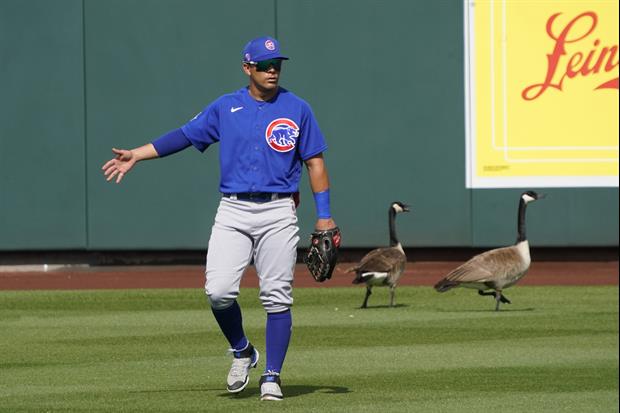 Geese Altercation Goes Down In Outfield During Cubs Vs. Diamondbacks Game