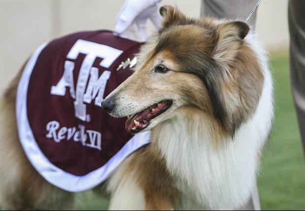 This A&M Fan Really Wants To Know If Reveille (Dog Mascot) Likes Jimbo Fisher