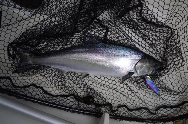 Apparently Salmon Exposed to Cocaine Swim Longer Distances Than Sober Salmon