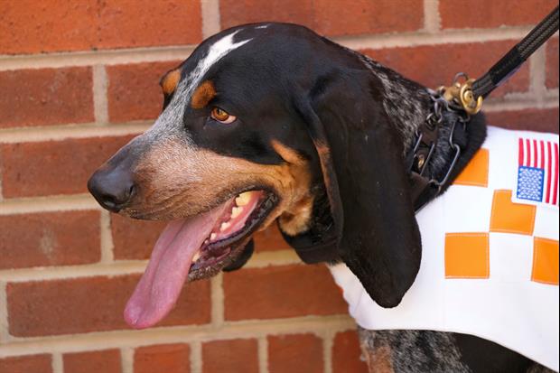 Tennessee's Smokey Mascot Is Retiring After Two Years, Here's Why...