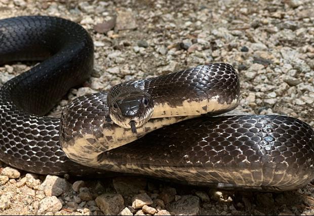 Snake Delayed Golfer Shaun Micheel Round At PGA Championship
