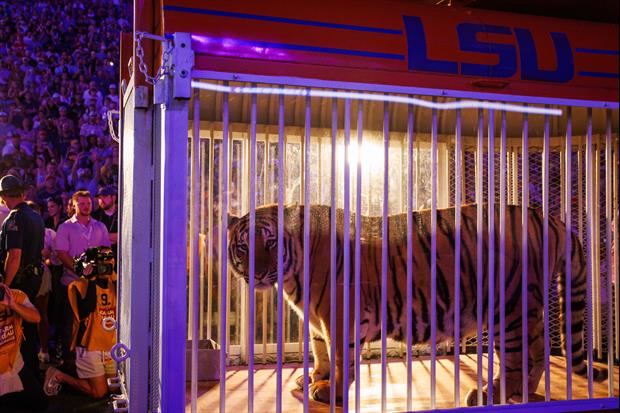 Watch: LSU Brings Out Live Tiger On The Field At Tiger Stadium Just Before Kickoff