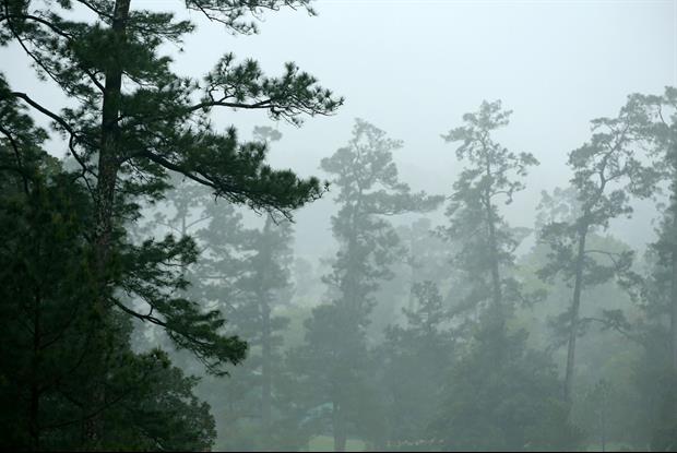 This Old Man Is Out Here Cliff Diving Off The Top Of Trees