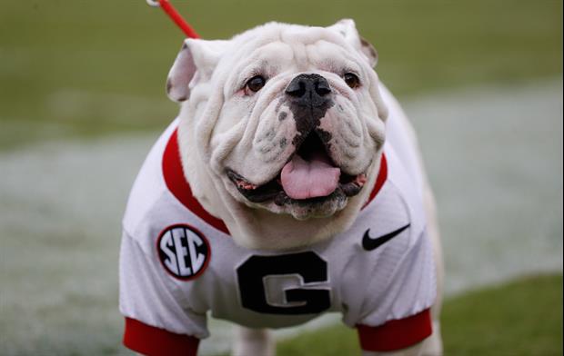 Georgia Mascot UGA X Traveled To The Rose Bowl Better Than Most People