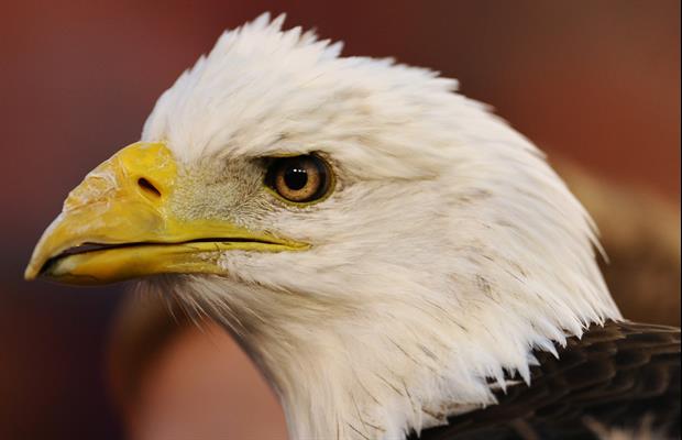 After 13 years, Auburn's mascot, Nova, has retired. Replacing Nova will be a golden eagle named Aure