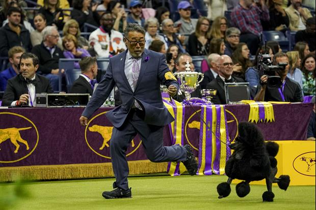 Dude Trips Himself and Wipes Out While Walking His Dog During Westminster Dog Show